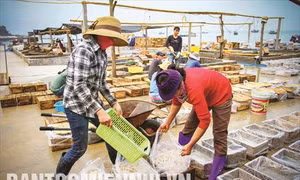 Kinh tế biển nhìn từ huyện đảo Cô Tô
