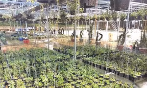 Nhân giống lan rừng