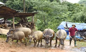 Nghệ An: Băng giá xuất hiện, chú ý bảo vệ đàn gia súc khu vực miền núi