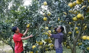 Tuyên Quang: Bí thư chi bộ trẻ người Dao quyết tâm xóa nghèo cho thôn