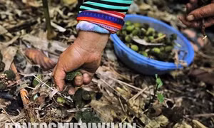 Sa nhân – Cây xóa đói, giảm nghèo ở vùng cao Điện Biên