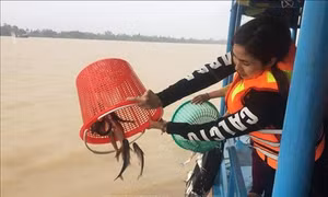 An Giang thả cá giống phục hồi và tái tạo nguồn lợi thủy sản tự nhiên