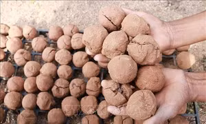 Ninh Thuận ứng dụng “bom hạt giống” tái tạo hệ thực vật vùng khô hạn