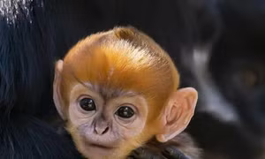 Chú khỉ con thuộc giống hiếm Francois' Langurs chào đời tại vườn thú Australia