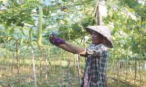 Nông dân Khmer thực hiện nhiều mô hình sản xuất thích ứng biến đổi khí hậu