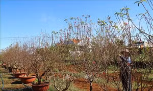 Hoa đào bung sắc trên Tây Nguyên