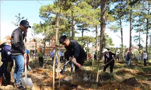 Trồng thêm 1.000 cây thông và mai anh đào trong Khu du lịch quốc gia hồ Tuyền Lâm