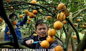 Mùa cam trên đất Cao Phong