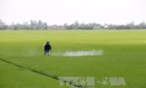 Kiên Giang cảnh báo sâu bệnh bùng phát hại lúa Đông Xuân