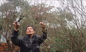Hà Tĩnh: Làng hoa đào rộn ràng vào Tết