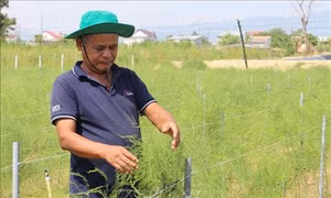 Trồng măng tây trên đất cát giúp đồng bào Chăm tăng thu nhập