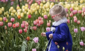 Canada: Rực rỡ Lễ hội Hoa Tulip