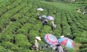 Nét đẹp văn hóa thưởng trà trên cao nguyên Mộc Châu