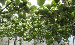 Ninh Thuận mở rộng quy mô trồng táo