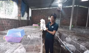Hiệu quả bất ngờ từ mô hình chăn nuôi tổng hợp của anh Nguyễn Văn Thành