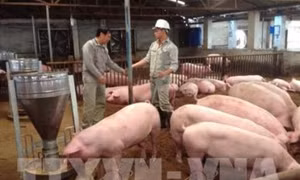 Hiệu quả mô hình chăn nuôi hữu cơ theo công nghệ vi sinh