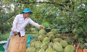 Tiền Giang công bố nhãn hiệu tập thể “Sầu riêng Cai Lậy”