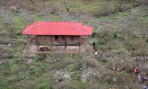 Cao nguyên Mộc Châu (Sơn La) đẹp tinh khôi mùa hoa mận