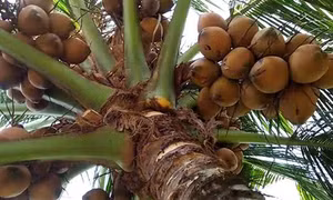 Nông dân Bình Phước chuyển đổi mô hình mới thay thế cây hồ tiêu