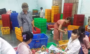 Long An: Giá thanh long tăng mạnh