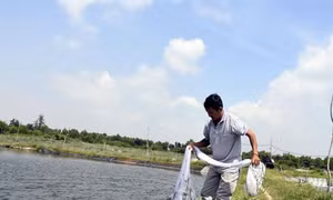 Trở thành nông dân sản xuất giỏi nhờ nuôi tôm