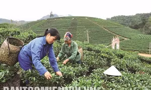 Sơn Phú giảm nghèo nhờ chè