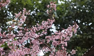 Hoa Tớ Dày bừng sáng không gian núi đồi Tây Bắc