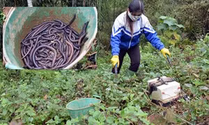 Tuyên truyền để người dân không tận diệt giun đất, gây ảnh hưởng đến môi trường và sản xuất nông nghiệp