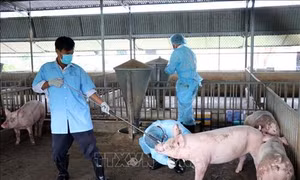Ninh Thuận xuất hiện dịch bệnh tả lợn châu Phi