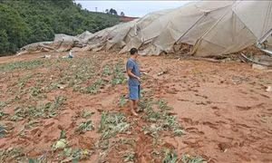 Lũ quét gây thiệt hại nặng nề cho vùng sản xuất nông nghiệp công nghệ cao ở Lâm Đồng