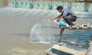Để nuôi tôm mùa nắng thành công