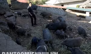 Làm giàu trên mảnh đất quê hương
