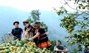 Cam sạch Hàm Yên vừa dễ bán giá lại cao hơn cam thường
