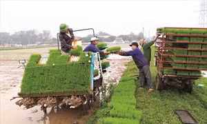 Một số biện pháp kỹ thuật chăm sóc lúa đông xuân đầu vụ 