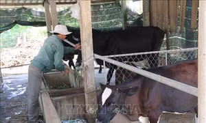 Phát triển nghề nuôi bò ở các huyện miền núi Nghệ An