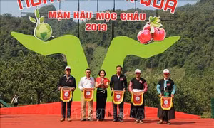 Rộn ràng Ngày hội hái quả vùng mận Mộc Châu