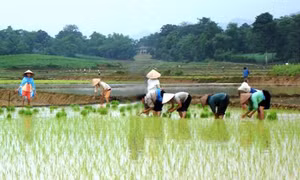 Hòa Bình giảm diện tích lúa lai