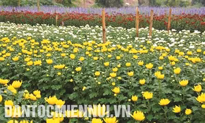 Mê Linh nâng cao đời sống nông dân từ nghề trồng hoa
