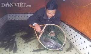 Ông Nguyễn Văn Vinh làm giàu từ nuôi cá lóc sộp và quất quả vàng chơi Tết