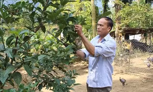 Giảm nghèo bền vững tại huyện vùng cao Quan Hóa
