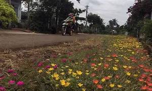 Sắc Xuân trên huyện Cư M'gar