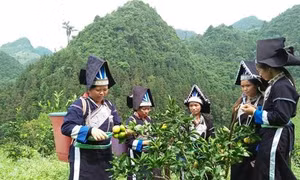 Quýt Mường Khương