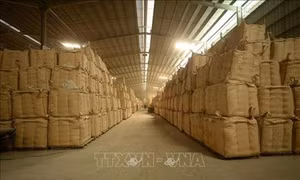 Giải quyết đầu ra cho lúa gạo vùng Đồng Tháp Mười (Bài cuối)