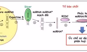 Mở ra khả năng phát hiện sớm và chẩn đoán các bệnh ung thư