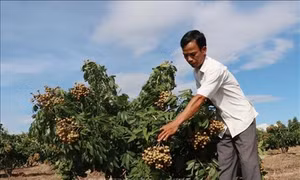 Nông nghiệp Tây Nguyên thích ứng với biến đổi khí hậu (Bài 3)