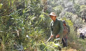 Đắk Lắk chủ động phòng chống cháy rừng mùa khô