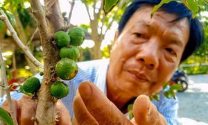 Độc đáo vườn nho thân gỗ cho hiệu quả kinh tế cao của ông Huỳnh Công Thống
