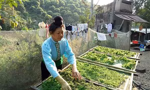 Rêu xanh - Ẩm thực độc đáo của đồng bào Thái Sông Mã