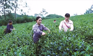 Trồng và chăm sóc chè an toàn