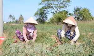 Sóc Trăng: Nhiều mô hình mới trồng hành trong mùa mưa hiệu quả cao